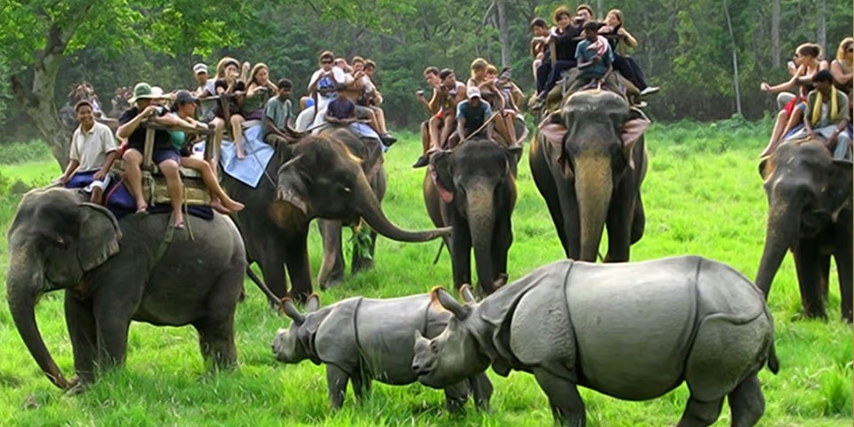 Kaziranga Tour Package